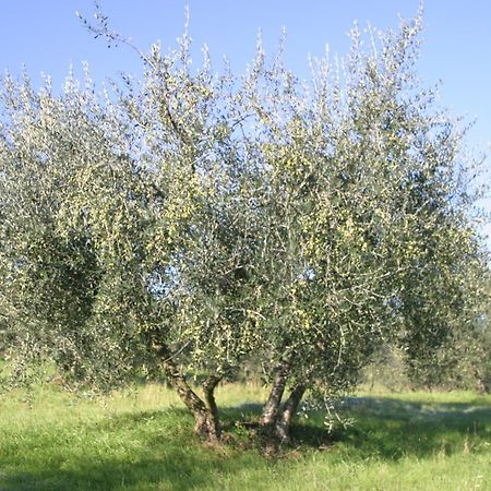 I Gelsi Guest House Figline Valdarno Exterior photo
