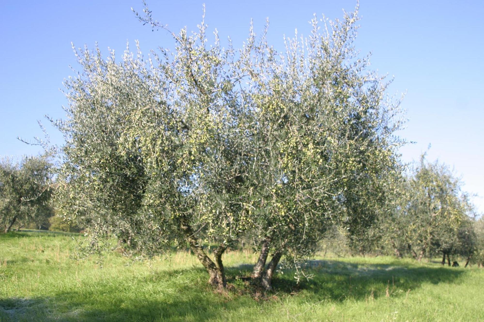 I Gelsi Guest House Figline Valdarno Exterior photo
